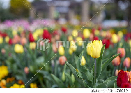 黄色いチューリップ アイスチューリップ 花 冬 12月 素材 【神奈川県】 134476019