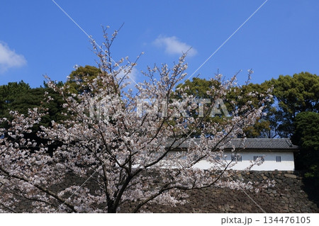 満開の桜　ソメイヨシノ 134476105