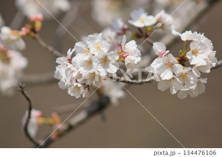 春の訪れを告げる満開の桜 桜の花 クローズアップ 春の訪れを告げる満開の桜 桜の花 クローズアップ 134476106