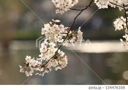 春の訪れを告げる満開の桜　日本の春 134476109
