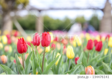 赤いチューリップ アイスチューリップ 花 冬 12月 素材 【神奈川県】 134476141