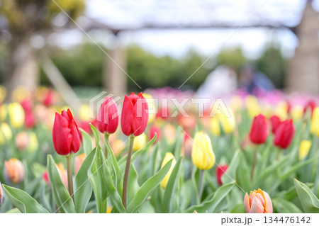 赤いチューリップ アイスチューリップ 花 冬 12月 素材 【神奈川県】 134476142