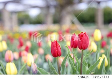 赤いチューリップ アイスチューリップ 花 冬 12月 素材 【神奈川県】 134476143