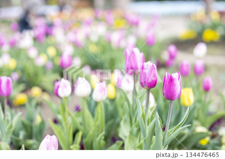 アイスチューリップ チューリップ畑 ピンク 花 冬 12月 【神奈川県】 134476465