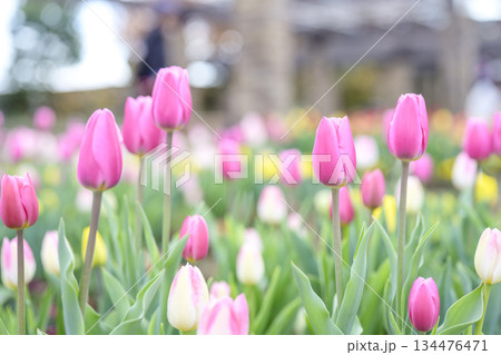 アイスチューリップ チューリップ畑 ピンク 花 冬 12月 【神奈川県】 アイスチューリップ チューリップ畑 ピンク 花 冬 12月 【神奈川県】 134476471