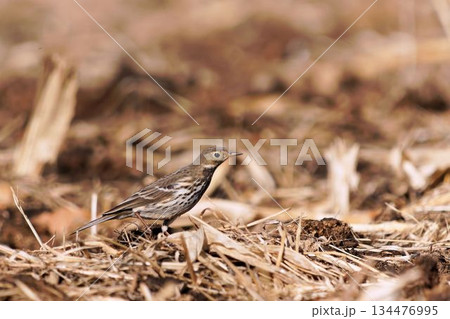 タヒバリ 134476995