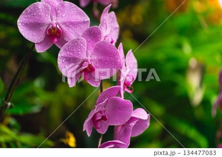 Stunning Pink Orchid Flowers with Water Droplets on Petals Surrounded by Lush Green Foliage in a Vibrant Nature Setting 134477083