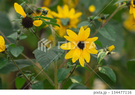 Close-Up View of Bright Yellow Flower on a Green Stem Surrounded by Leaves in Nature's Lush Garden Setting Close-Up View of Bright Yellow Flower on a Green Stem Surrounded by Leaves in Nature's Lush Garden Setting 134477116