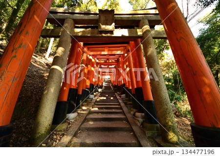 京都府　伏見稲荷大社　千本鳥居（三徳社付近） 京都市伏見区深草藪之内町　2022 年 2月 134477196