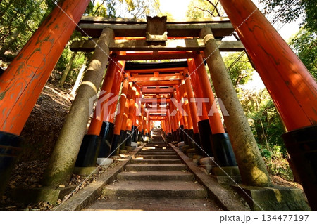 京都府 伏見稲荷大社 千本鳥居(三徳社付近) 京都市伏見区深草藪之内町 2022 年 2月 京都府 伏見稲荷大社 千本鳥居(三徳社付近) 京都市伏見区深草藪之内町 2022 年 2月 134477197