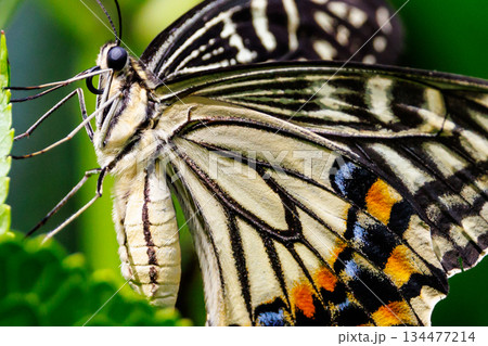 都会から山地まで、様々な場所で見ることが出来る身近な　アゲハチョウ 134477214