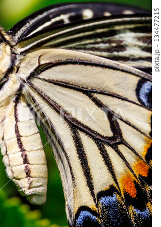 都会から山地まで、様々な場所で見ることが出来る身近な　アゲハチョウ 134477215