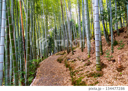 京都、高台寺の竹林 134477286