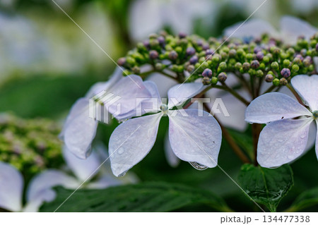 梅雨に咲きほこる万葉の花　アジサイ 134477338