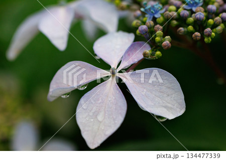 梅雨に咲きほこる万葉の花　アジサイ 134477339