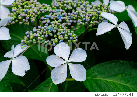 梅雨に咲きほこる万葉の花　アジサイ 134477341
