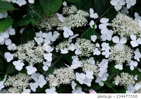 梅雨に咲きほこる万葉の花　アジサイ 134477350
