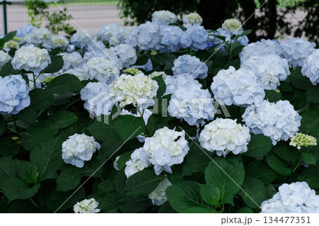 梅雨に咲きほこる万葉の花 アジサイ 梅雨に咲きほこる万葉の花 アジサイ 134477351