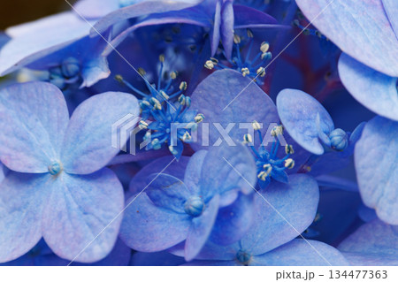 梅雨に咲きほこる万葉の花 アジサイ 梅雨に咲きほこる万葉の花 アジサイ 134477363