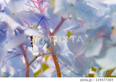 梅雨に咲きほこる万葉の花 アジサイ 梅雨に咲きほこる万葉の花 アジサイ 134477364