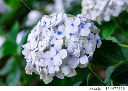 梅雨に咲きほこる万葉の花　アジサイ 134477366