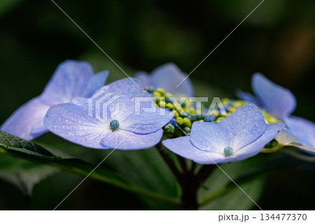 梅雨に咲きほこる万葉の花 アジサイ 梅雨に咲きほこる万葉の花 アジサイ 134477370