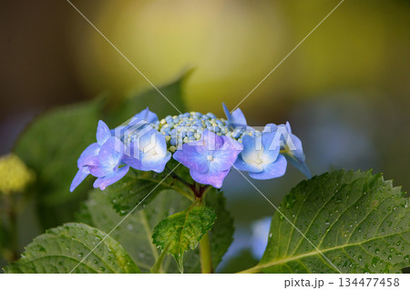 梅雨に咲きほこる万葉の花　アジサイ 134477458