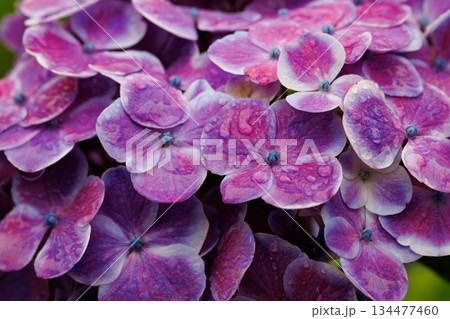 梅雨に咲きほこる万葉の花　アジサイ 134477460