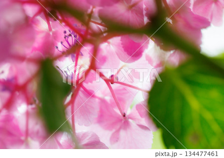 梅雨に咲きほこる万葉の花 アジサイ 梅雨に咲きほこる万葉の花 アジサイ 134477461