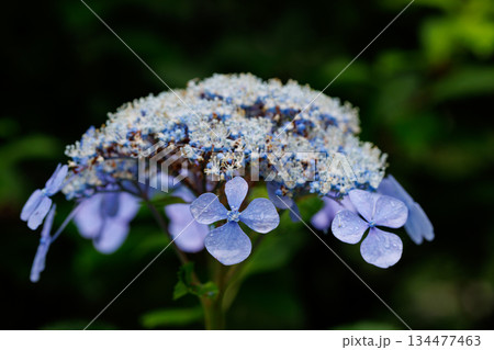 梅雨に咲きほこる万葉の花　アジサイ 134477463