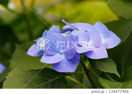 梅雨に咲きほこる万葉の花 アジサイ 梅雨に咲きほこる万葉の花 アジサイ 134477468