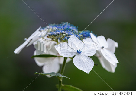 梅雨に咲きほこる万葉の花　アジサイ 134477471
