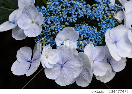 梅雨に咲きほこる万葉の花　アジサイ 134477472