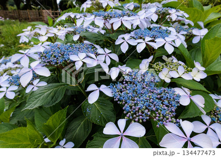 梅雨に咲きほこる万葉の花 アジサイ 梅雨に咲きほこる万葉の花 アジサイ 134477473