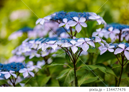梅雨に咲きほこる万葉の花　アジサイ 134477476