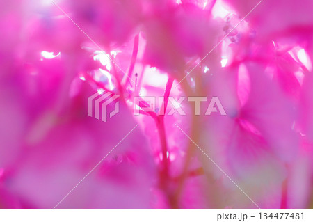 梅雨に咲きほこる万葉の花　アジサイ 134477481