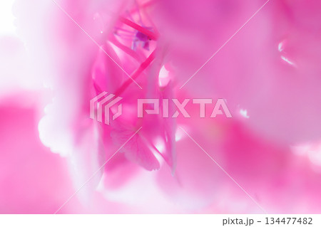 梅雨に咲きほこる万葉の花 アジサイ 梅雨に咲きほこる万葉の花 アジサイ 134477482