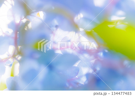 梅雨に咲きほこる万葉の花 アジサイ 梅雨に咲きほこる万葉の花 アジサイ 134477483