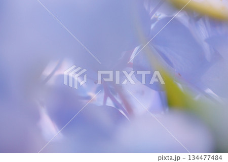 梅雨に咲きほこる万葉の花　アジサイ 134477484