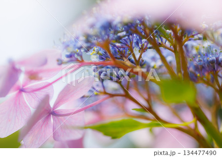 梅雨に咲きほこる万葉の花　アジサイ 134477490