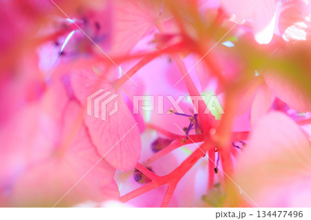 梅雨に咲きほこる万葉の花　アジサイ 134477496