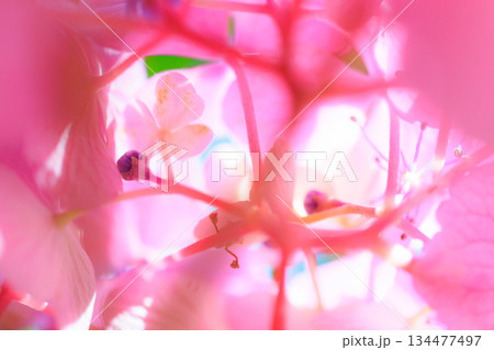 梅雨に咲きほこる万葉の花 アジサイ 梅雨に咲きほこる万葉の花 アジサイ 134477497