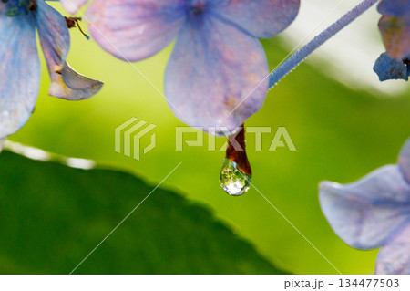 梅雨に咲きほこる万葉の花　アジサイ 134477503