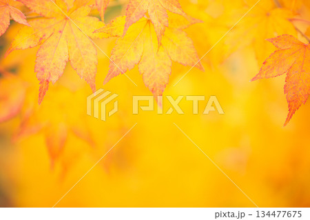 紅葉 紅葉 134477675