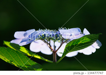 梅雨に咲きほこる万葉の花　アジサイ 134477747