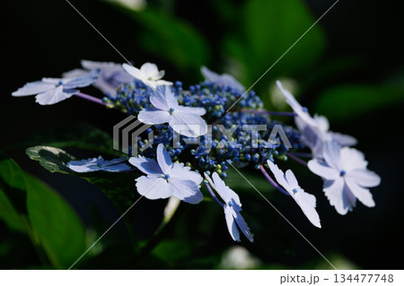 梅雨に咲きほこる万葉の花 アジサイ 梅雨に咲きほこる万葉の花 アジサイ 134477748