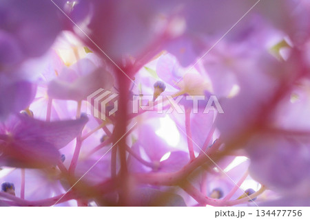 梅雨に咲きほこる万葉の花 アジサイ 梅雨に咲きほこる万葉の花 アジサイ 134477756