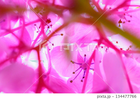 梅雨に咲きほこる万葉の花　アジサイ 134477766