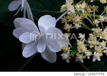 梅雨に咲きほこる万葉の花　アジサイ 134477778
