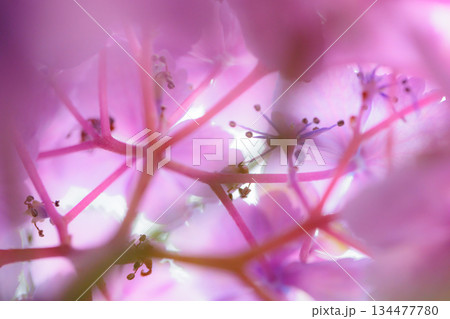 梅雨に咲きほこる万葉の花　アジサイ 134477780
